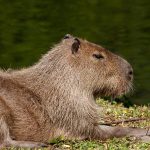 what are capybaras predators​ facing natural predators like jaguar, caiman, and anaconda