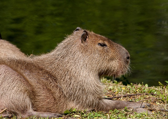 what are capybaras predators​ facing natural predators like jaguar, caiman, and anaconda