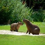 Are capybaras endangered animals in the wild