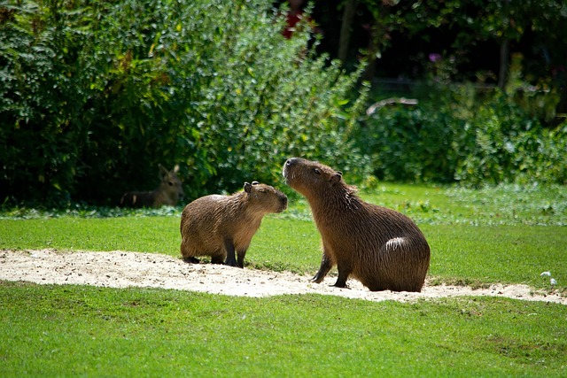 Are capybaras endangered animals in the wild