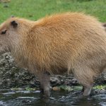 how much do capybaras weigh adult and baby capybara weight compariso