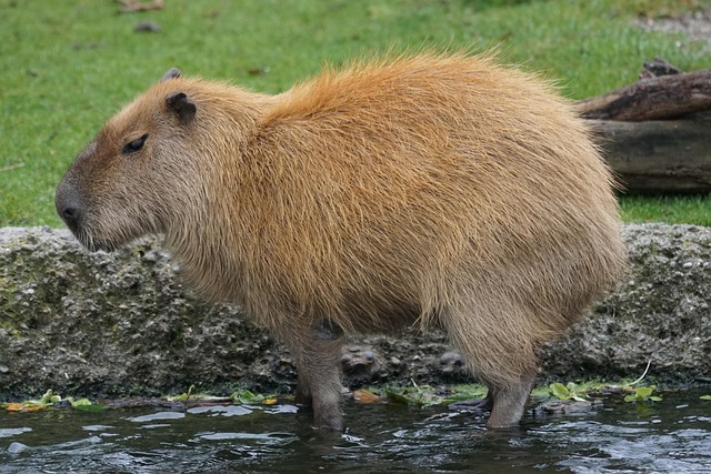 how much do capybaras weigh adult and baby capybara weight compariso