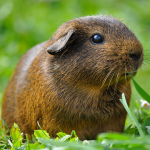 Capybara sitting near water, showing typical behavior and lifespan context