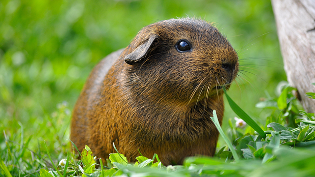 Capybara sitting near water, showing typical behavior and lifespan context