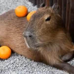 why do capybaras like oranges
