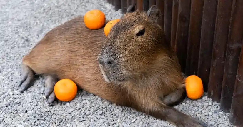 why do capybaras like oranges
