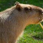 are capybaras dangerous calm capybara behavior around humans