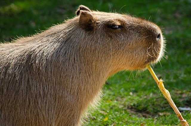 are capybaras dangerous calm capybara behavior around humans